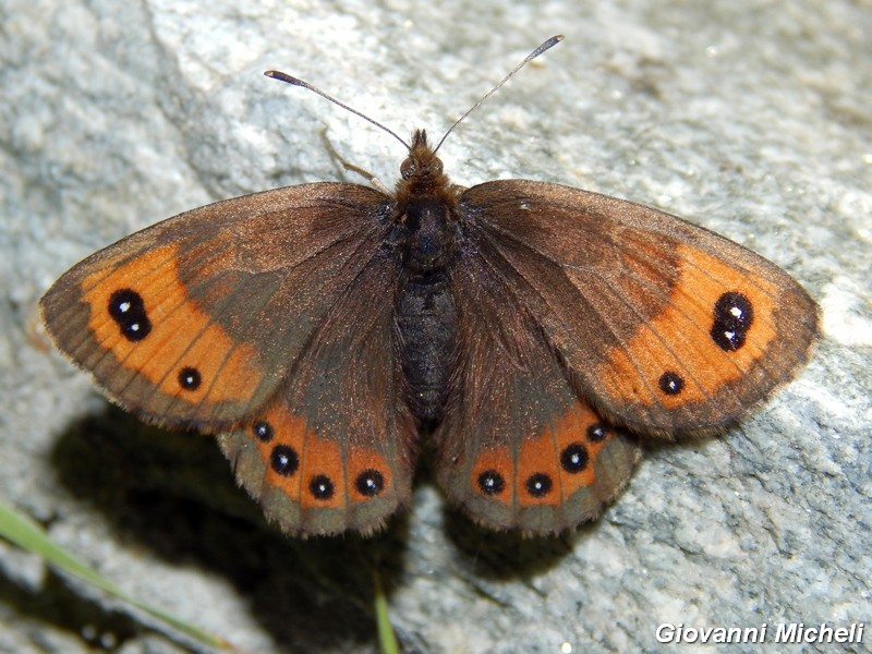 Erebidae da ID